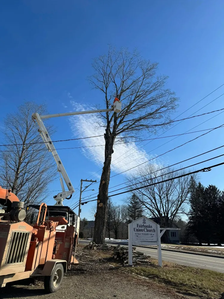 Difficult Tree Removals