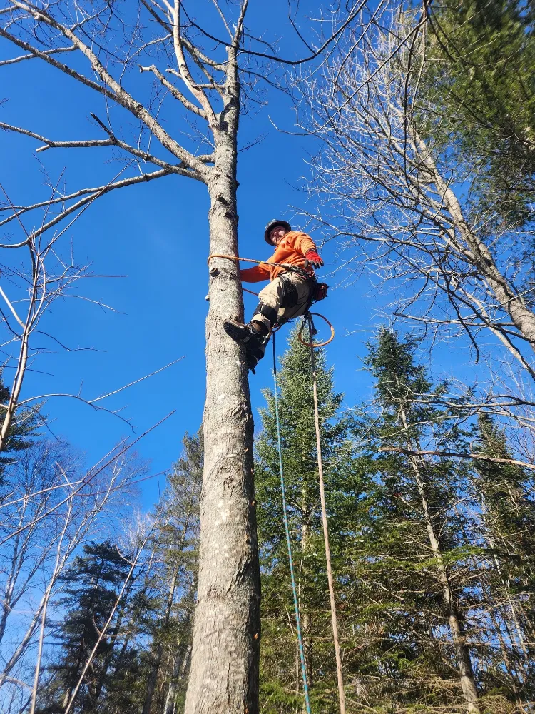 Arborist climbing a tree