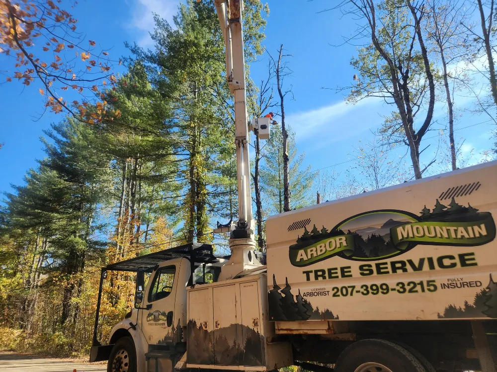 Tree service professional climbing