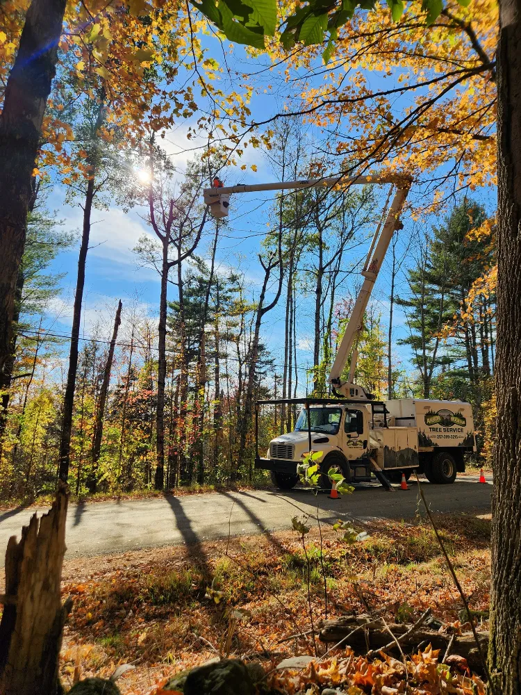 Tree Removal