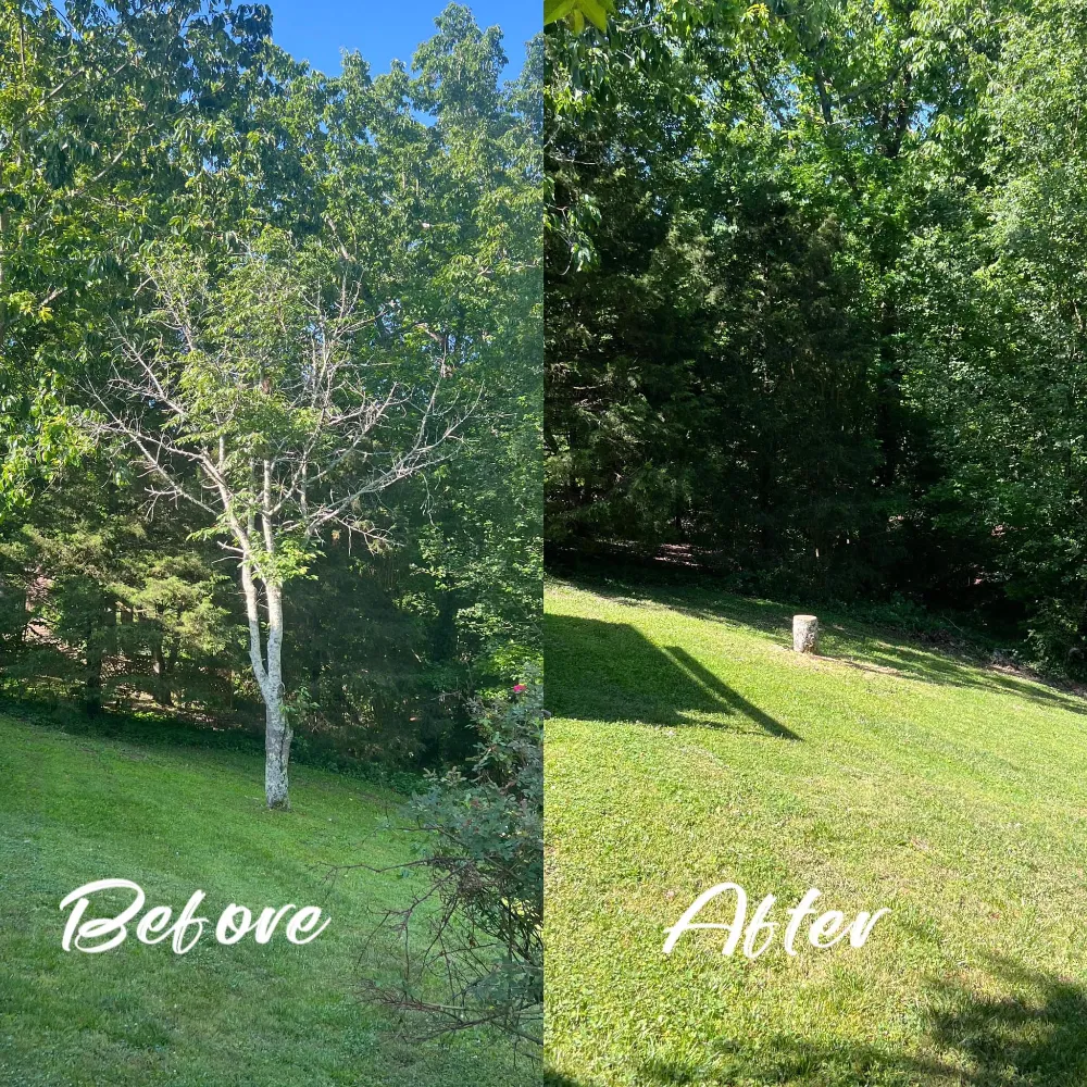 Yard Cleanup