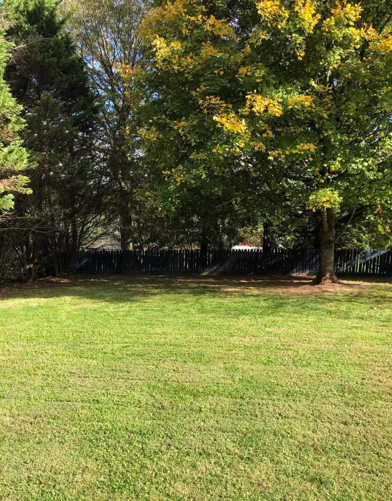 Tree & Yard Maintenance